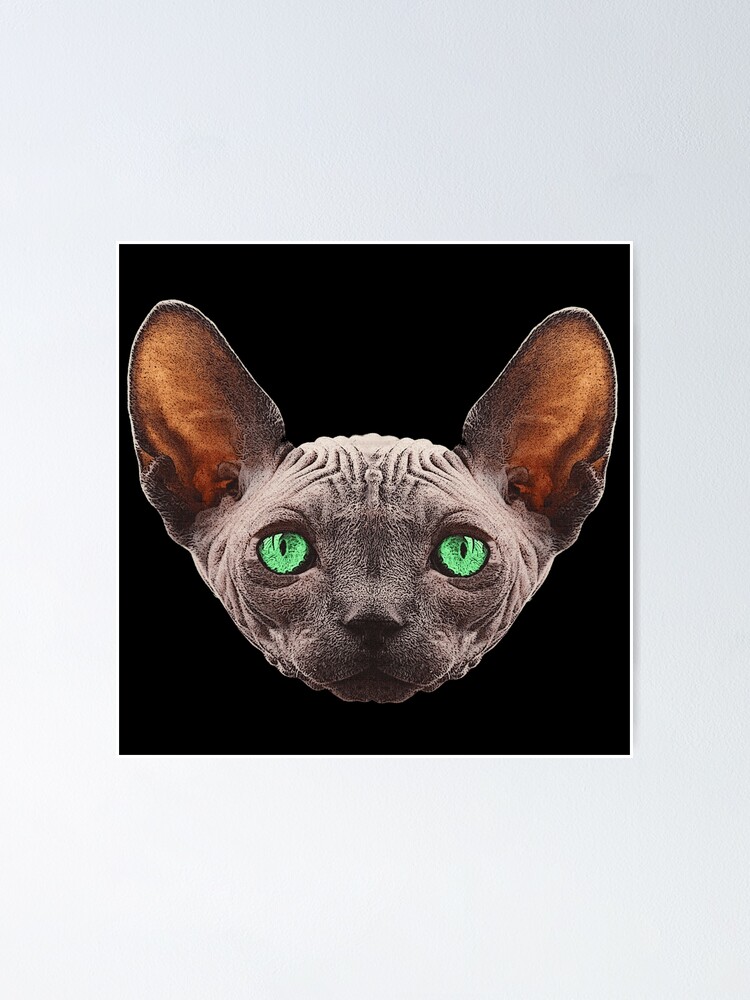Poster Chat Nu Chat Sphynx Par Kirei Lily Redbubble