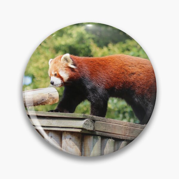 Item preview, Red Panda Stroll designed and sold by Fearless-Fox.