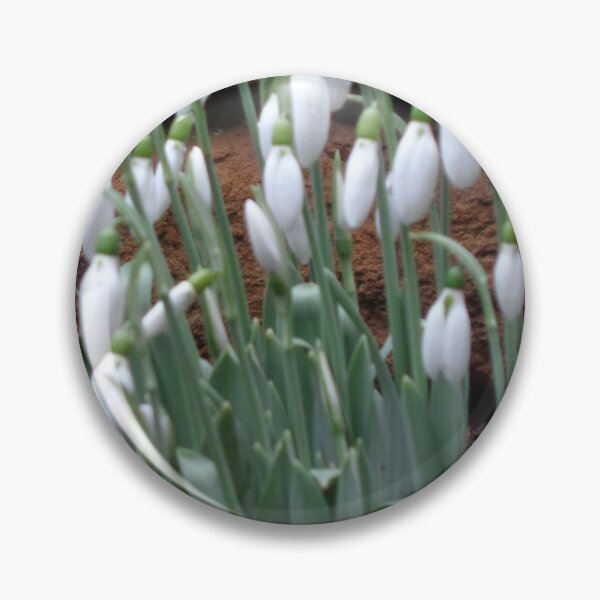 Artikelvorschau, Schneeglöckchen im Dezember Foto entworfen und verkauft von MillaFlora.