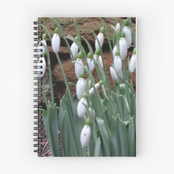 Aperçu de l'œuvre Perce-neige en photographie de décembre créée et vendue par MillaFlora.