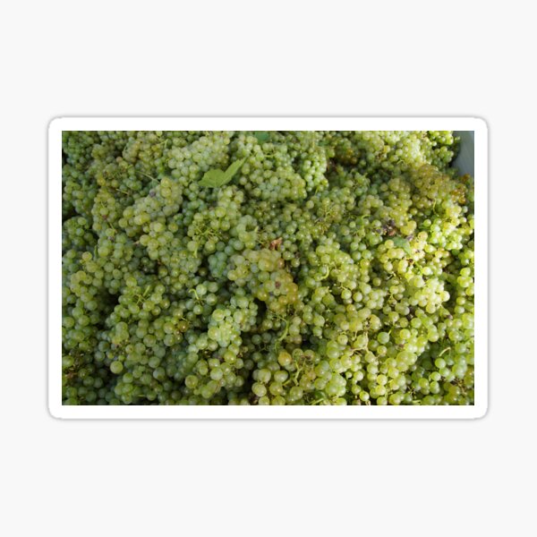 Riesling Grapes at Magpie Springs by Avril Thomas Sticker