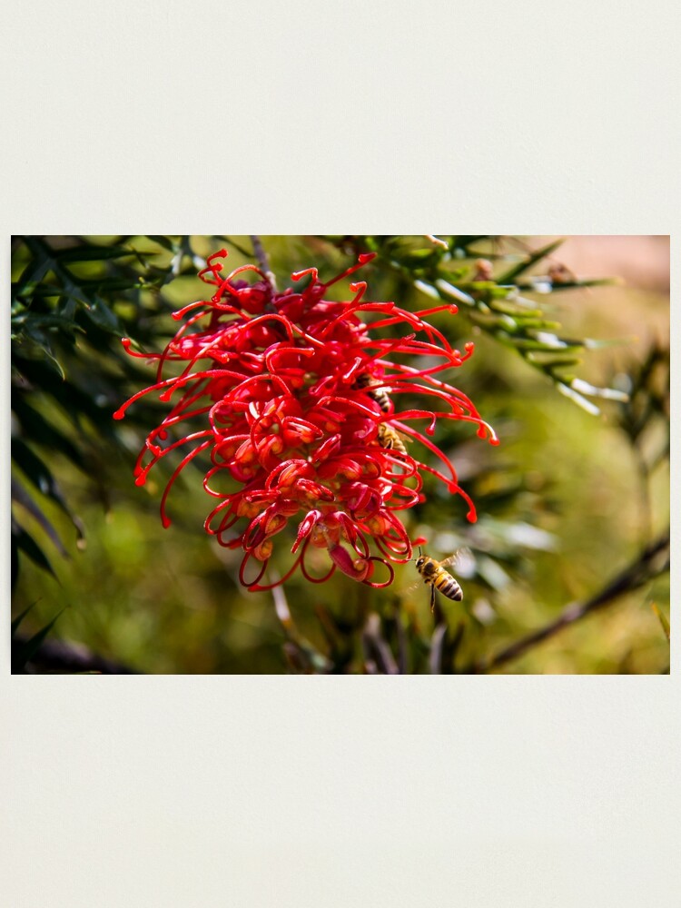 Alternate view of bees to the honey Photographic Print