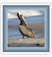 Oceanside Portrait of a Pelican Sticker