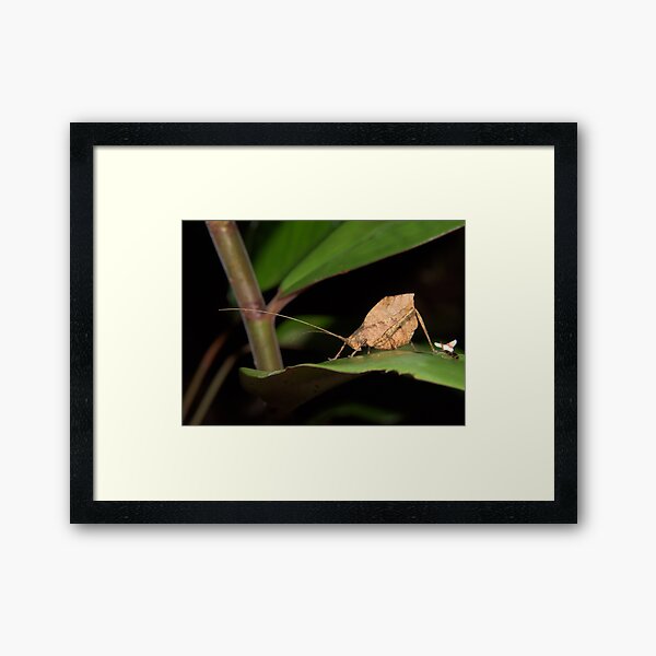 Leaf-mimic katydid, Peru Framed Art Print