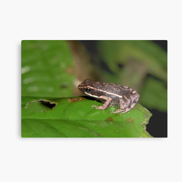 Poison dart frog, Peru Metal Print