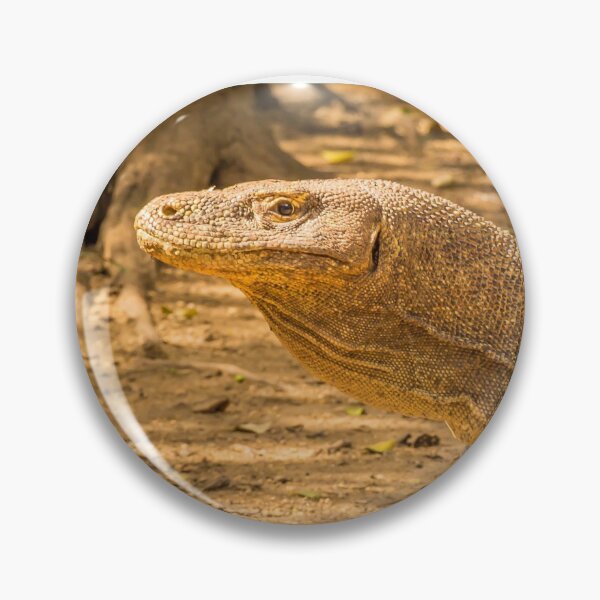 Item preview, A Komodo Dragon ready to attack in the afternoon sun. designed and sold by SnapTPhotograph.