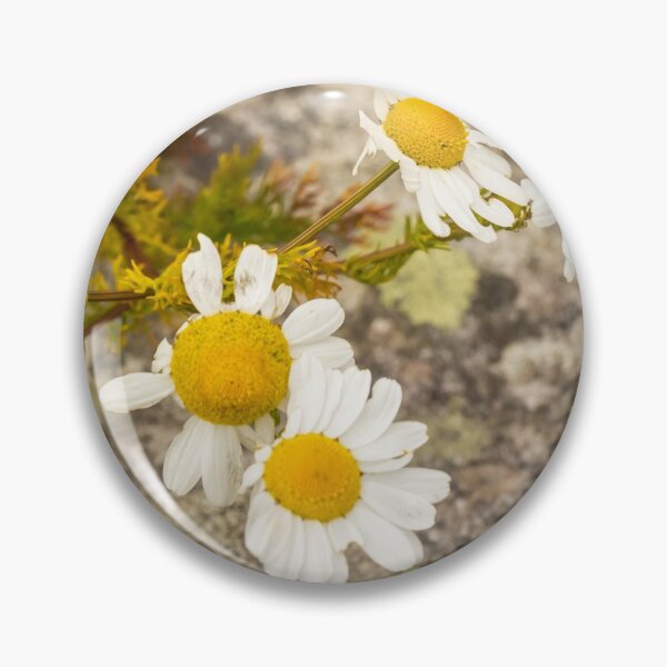 Item preview, A group of yellow and white ox eye daisy flowers in the summer sun designed and sold by SnapTPhotograph.