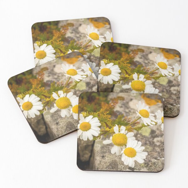 Item preview, A group of yellow and white ox eye daisy flowers in the summer sun designed and sold by SnapTPhotograph.