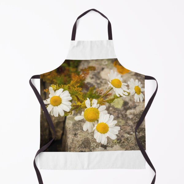 Item preview, A group of yellow and white ox eye daisy flowers in the summer sun designed and sold by SnapTPhotograph.