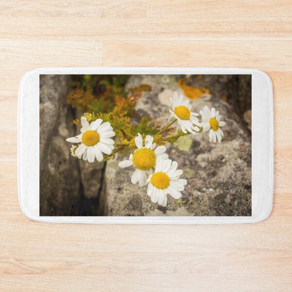 Item preview, A group of yellow and white ox eye daisy flowers in the summer sun designed and sold by SnapTPhotograph.