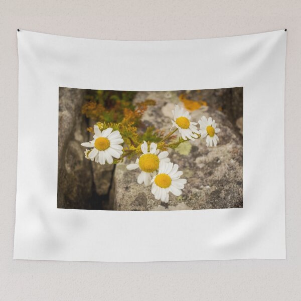 Item preview, A group of yellow and white ox eye daisy flowers in the summer sun designed and sold by SnapTPhotograph.