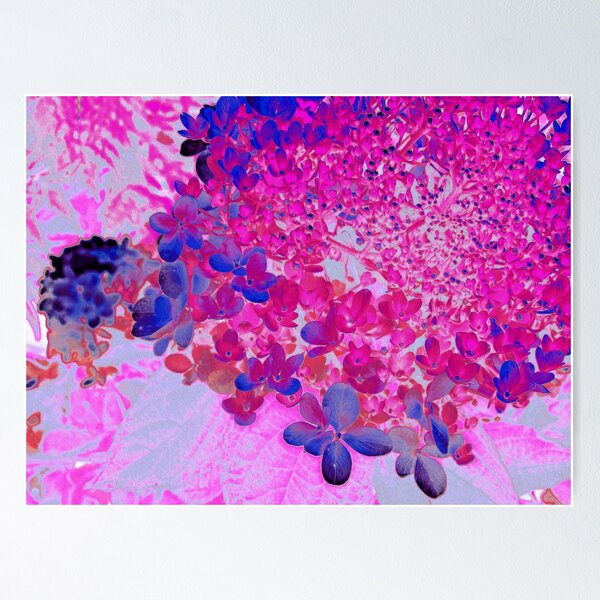 Elegant Fuchsia and Dark Blue Limelight Hydrangea Poster