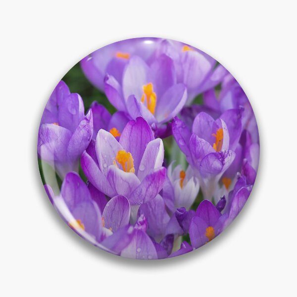 Item preview, Clump of English wild purple crocuses designed and sold by Violaman.