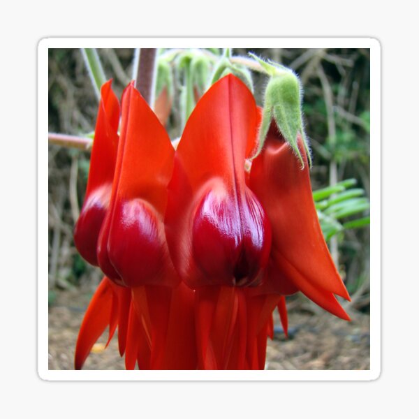 Sturt's Desert Pea Sticker