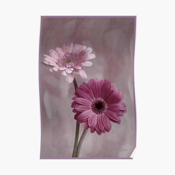 Pink Poster