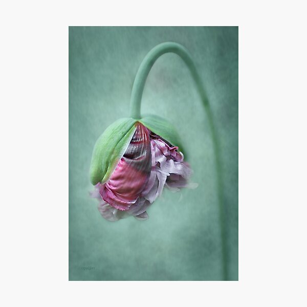 Frilly Petticoat Photographic Print