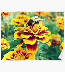 Bumble Bee Poster