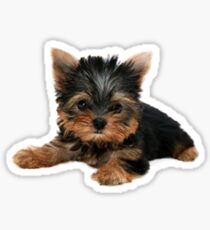 Yorkie Pup Sticker