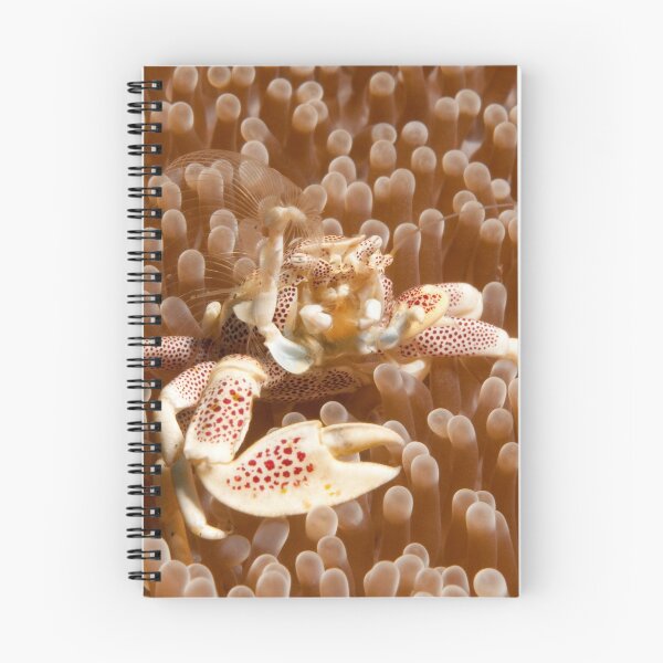 Item preview, Porcelain crab off Manado, Indonesia designed and sold by Erik Schlogl.