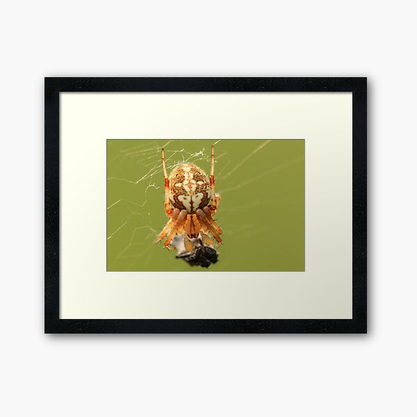 Item preview, Spider and Prey designed and sold by Gary Horner.