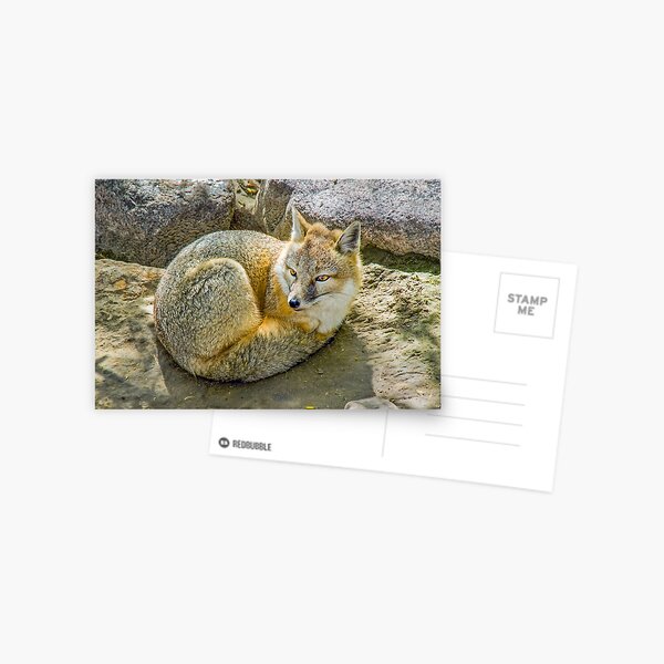 Swift Box Postcard