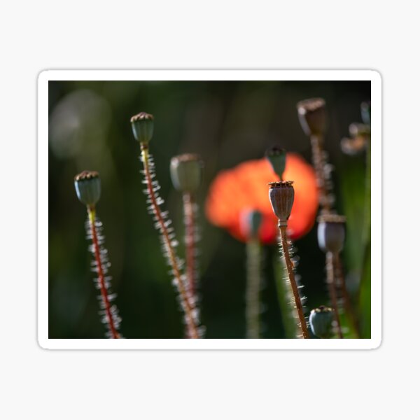 Item preview, End of Summer (poppies) designed and sold by ccullen222.