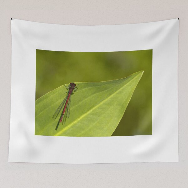 Item preview, Large Red Male Damselfly designed and sold by Neil Bygrave (NATURELENS).