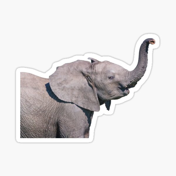 Item preview, Elephant Calf Greeting designed and sold by Owed To Nature.