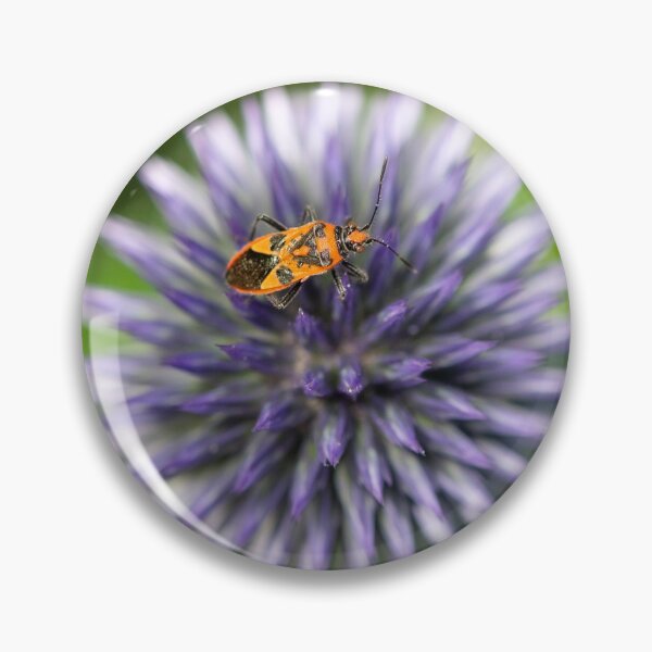 Item preview, Echinops (Globe Thistle)  & Shield Bug designed and sold by ccullen222.