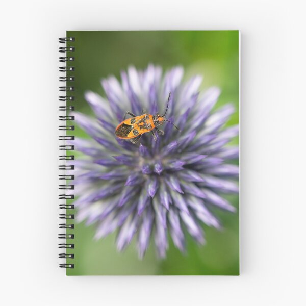 Item preview, Echinops (Globe Thistle)  & Shield Bug designed and sold by ccullen222.