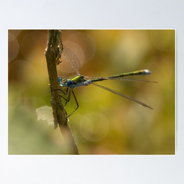 Item preview, Male Emerald Damselfly designed and sold by Neil Bygrave (NATURELENS).