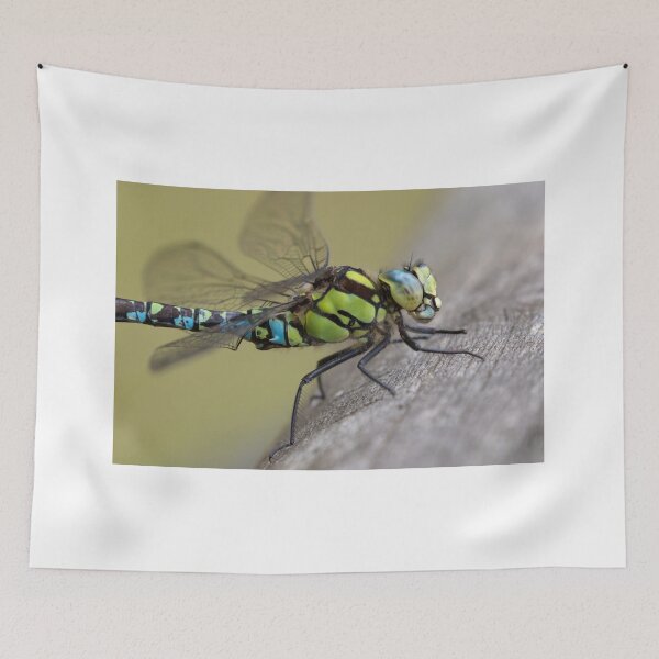 Artikelvorschau, Männlicher Southern Hawker entworfen und verkauft von Neil Bygrave (NATURELENS).