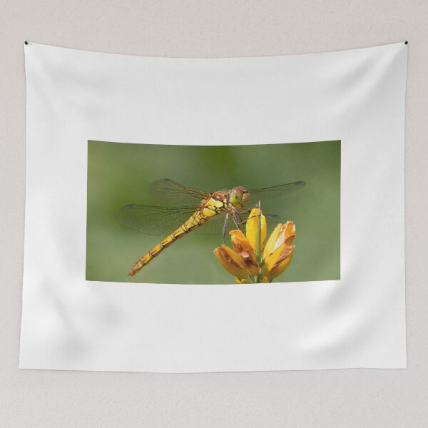 Item preview, Female Common Darter designed and sold by Neil Bygrave (NATURELENS).