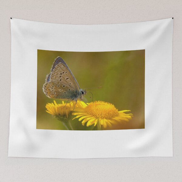 Item preview, Male Common Blue Butterfly designed and sold by Neil Bygrave (NATURELENS).