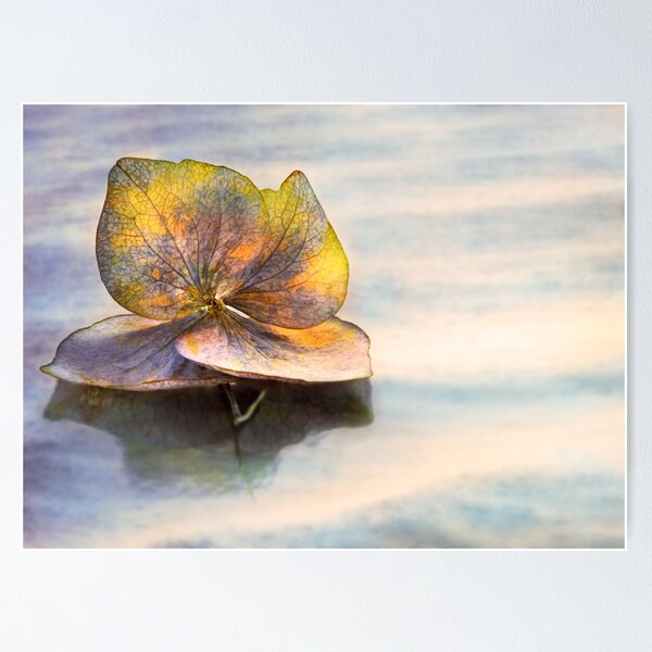 Schwimmende Hortensienblüte Poster
