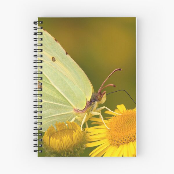 Item preview, Female Brimstone Butterfly designed and sold by Neil Bygrave (NATURELENS).