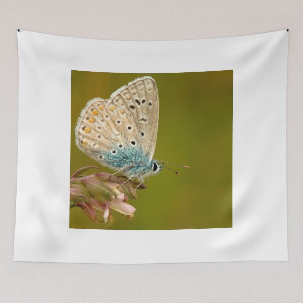 Item preview, Common Blue Butterfly designed and sold by Neil Bygrave (NATURELENS).