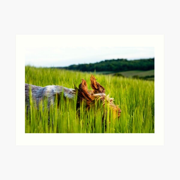 Flight of the Spinone Art Print