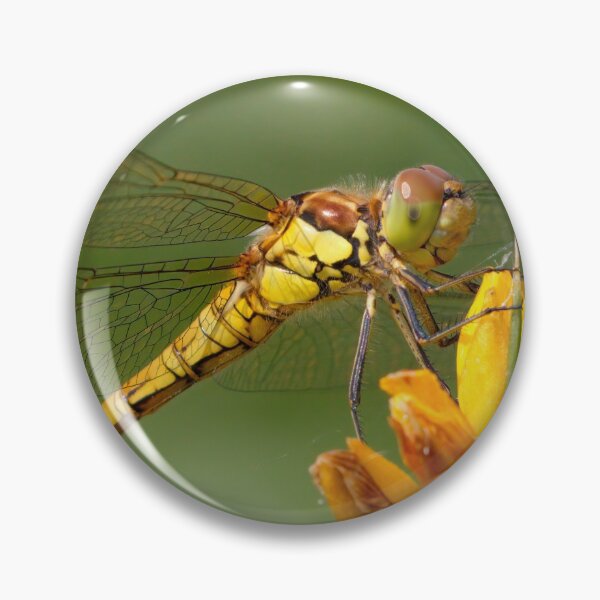Item preview, Female Common Darter designed and sold by Neil Bygrave (NATURELENS).