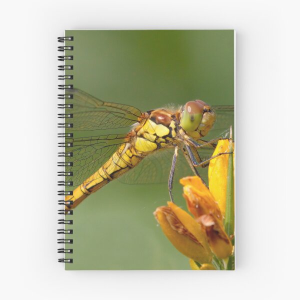 Item preview, Female Common Darter designed and sold by Neil Bygrave (NATURELENS).