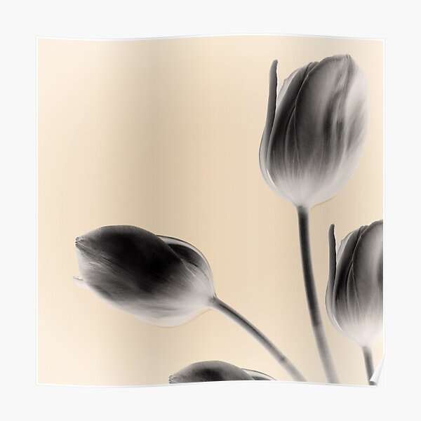 Gray Tulips Poster