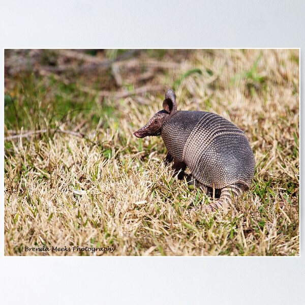 Item preview, Armadillo looking for it's breakfast on Georgia's beautiful coast designed and sold by lovgeorgia.