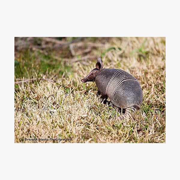 Item preview, Armadillo looking for it's breakfast on Georgia's beautiful coast designed and sold by lovgeorgia.