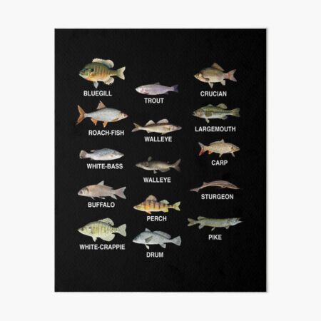 Types Of Freshwater Fish Species Fishing T-Shirt Poster for Sale by  lovelystore200