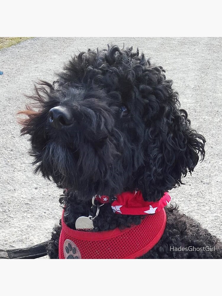 cockapoo pillow