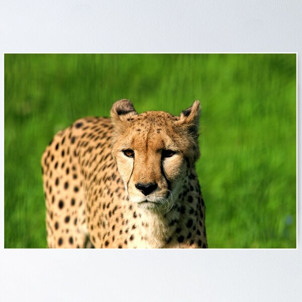 Item preview, Young Cheetah designed and sold by FactorFourPhoto.