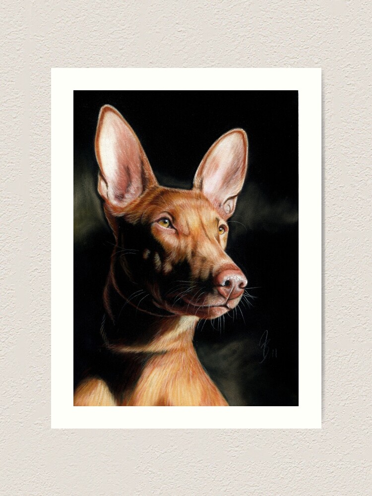 Dogs Breed Black Pharaoh Hound For Sale Pharaoh Hound