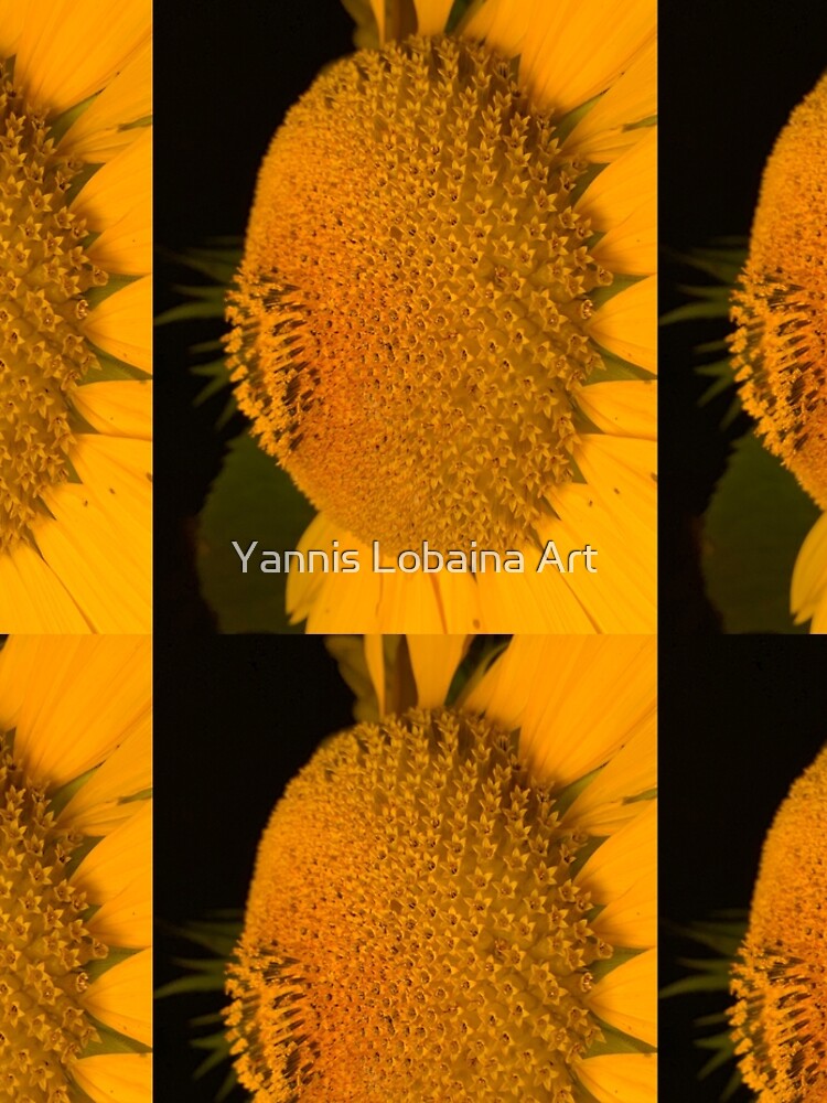 The little tournasol By Yannis Lobaina by lobaina1979
