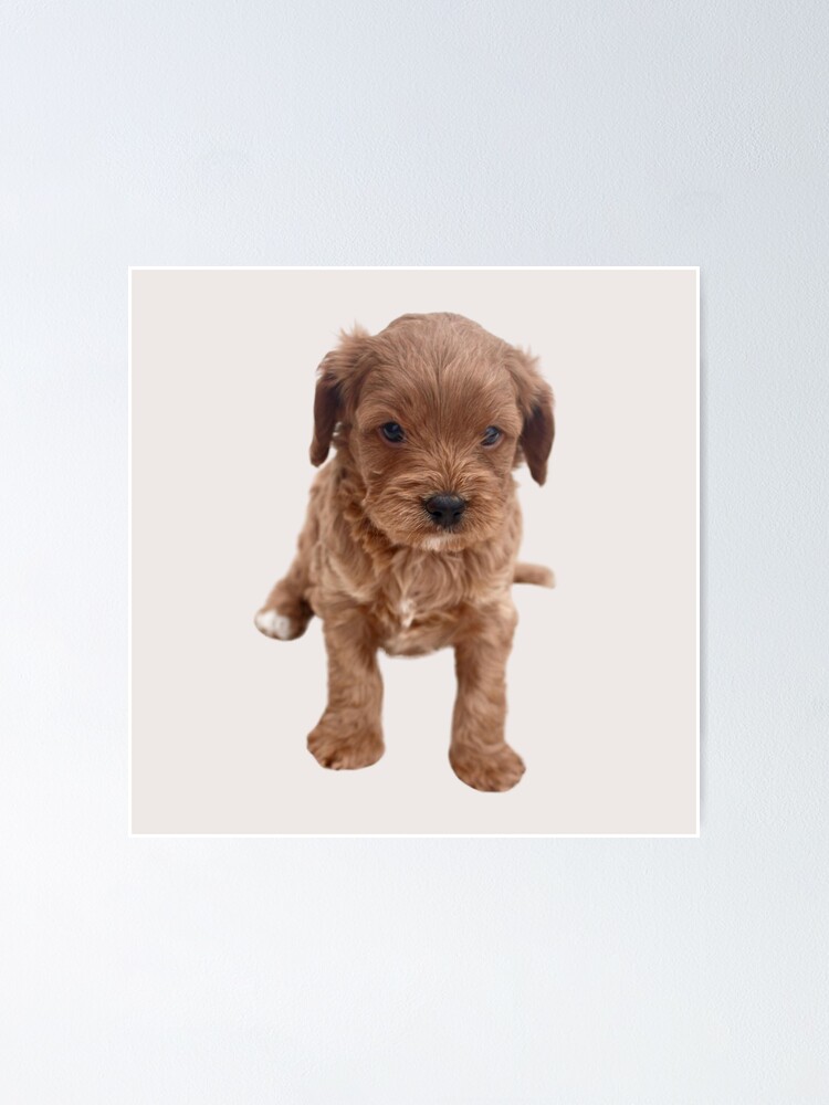 “Cavapoo Puppy” Poster by thecavapootales | Redbubble