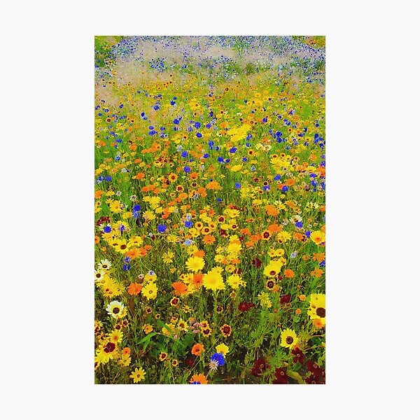 Field of flowers by Gustav Klimt Photographic Print